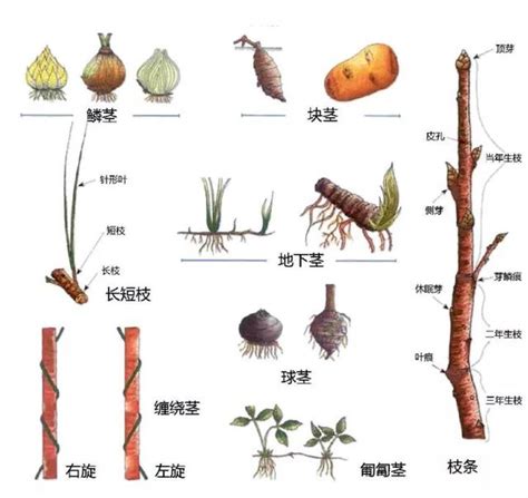 植物形態學